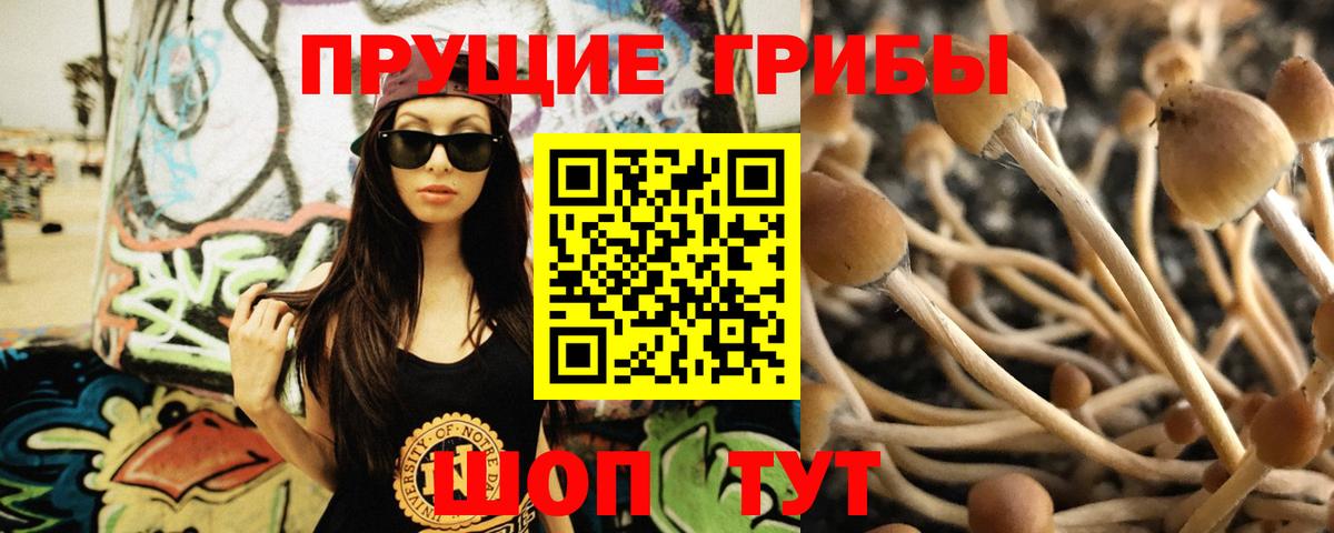 Галлюциногенные грибы Psilocybe Усолье-Сибирское